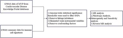 Causal relationship between immunophenotypes and mitral valve prolapse: a bidirectional Mendelian randomization study